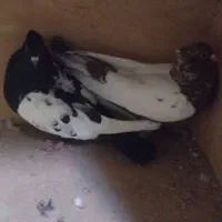 حیوان|پرنده|قوچان, |دیوار