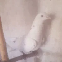 ۱۰ عدد کبوتر پزشی|پرنده|مهدی شهر, |دیوار