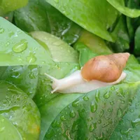 حلزون درمانی