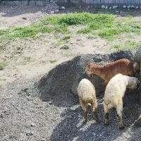 بره نر|حیوانات مزرعه|تخت, |دیوار