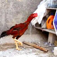 خروس لاری