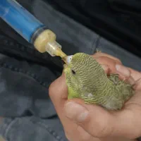 جوجه مرغ عشق سرلاکی|پرنده|فیروزکوه, |دیوار