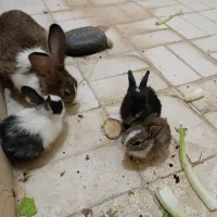 خرگوش های استثنایی و زیبا|موش و خرگوش|اهواز, کیانپارس |دیوار