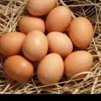 تخم بوقلمون نطفه دار بوقلمون محلی وتخم مرغ