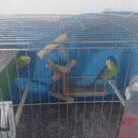 یک جفت مرغ عشق با کلیه تجهیزات|پرنده|قزوین, |دیوار