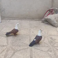 کلاغ‌‌کربلایی