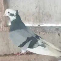 کبوتران وماده|پرنده|رشت, منظریه|دیوار