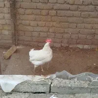 35تا مرغ تخمگذار
