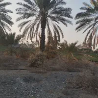 فروش نیم هکتار باغ و زمین کشاورزی رودان برنطین|فروش زمین و ملک کلنگی|رودان, |دیوار