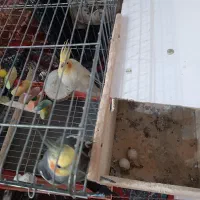 عروس هلندی جفت