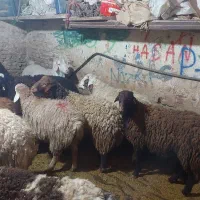 گوسفند زنده شرق تهرانپارس غرب باقصاب مجرب|حیوانات مزرعه|تهران, بوستان شیان|دیوار