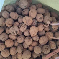 گردو درجه۱