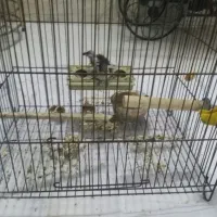 فنچ|پرنده|یزد, |دیوار