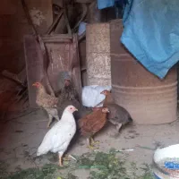 جوجه ۵ماهه و یک عدد مرغ|حیوانات مزرعه|شباب, |دیوار