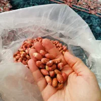 برنج هاشمی اصل استانه  وبادام زمینی زعفران قائنات