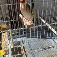 سهره جفتی دهندار و سهره سیاه سر