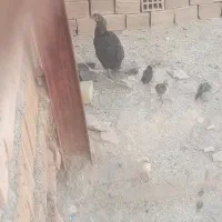 مرغ