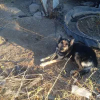 سگ گرگی با ی توله نر