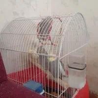 دو جفت عروس هلندی نر و ماده|پرنده|چهاردولی, |دیوار