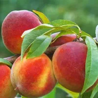 پیش فروش نهال هلو جوادی|خدمات باغبانی و درختکاری|فرخ‌شهر, |دیوار