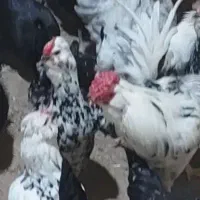 فروش تخم مرغ گلین