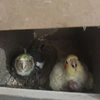 عروس هلندی با جوجه