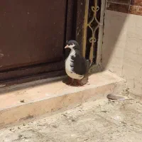 کبوتر پلاکی جوجه