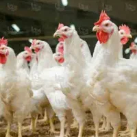 فرصت،سرمایه گذاری جهت مشارکت در احداث مرغداری