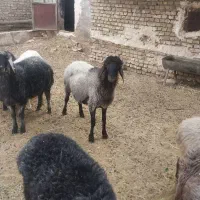 بره نر