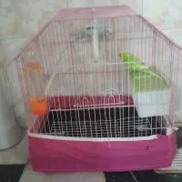 مرغ عشق|پرنده|دورود, |دیوار