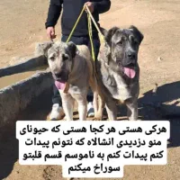 سگ دزدیده شده