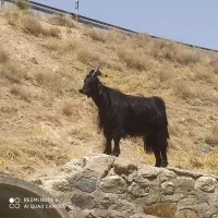 نربز شاخ انبوری