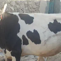 گاو گوساله ماده برای داشت  اول شکم|حیوانات مزرعه|کرمانشاه, |دیوار