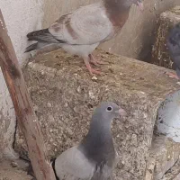 یک جفت کبوتر موقلوف هم کود بون ندیده دورگ