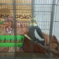 عروس هلندی|پرنده|چرام, |دیوار