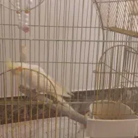 فروش عروس هلندی نر سخنگو