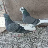 کبوتر تخت دم سفید