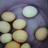 تخم مرغ محلی نطفه دار و تخم بوقلمون بدون نطفه