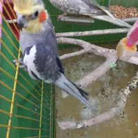 یک جفت عروس هلندی مولد