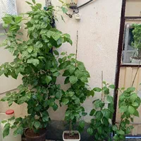 گل های زیبای ختمی چینی