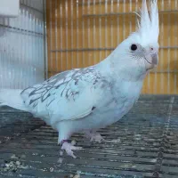 عروس هلندی