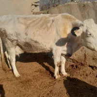 یه راس گاو سیمنتال با گوساله اش نر سیمین|حیوانات مزرعه|تاکستان, |دیوار