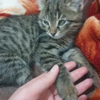 واگذاری بچه گربه رایگان