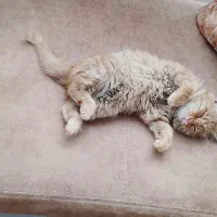 بچه گربه|گربه|مشهد, انقلاب|دیوار