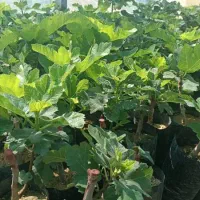 نهال انجیر و انگور و گل