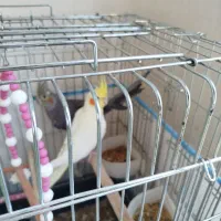 عروس هلندی جفت|پرنده|شادگان, |دیوار