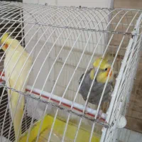 عروس هلندی|پرنده|شیراز, رازی|دیوار
