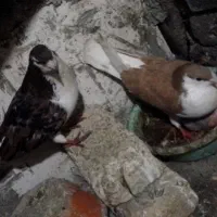 ساده هفت رنگ