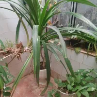 حراجی گل‌های خانگی بسیار زیبا و ارزان|گل و گیاه طبیعی|کرمانشاه, |دیوار