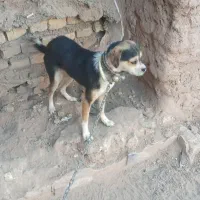 پاپی سگ کوچک|سگ|تربت جام, خیرآباد|دیوار